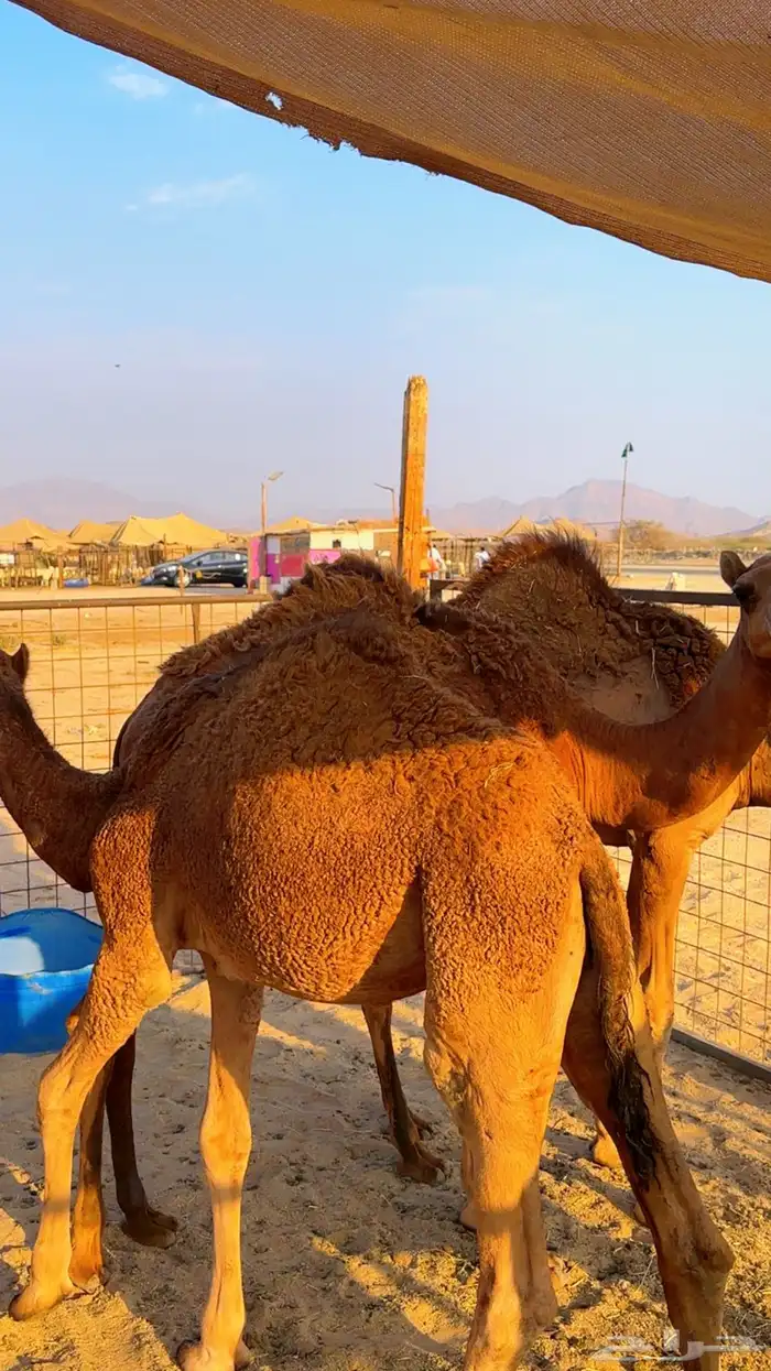 قعدان بلدي لوز سمان شرط 6