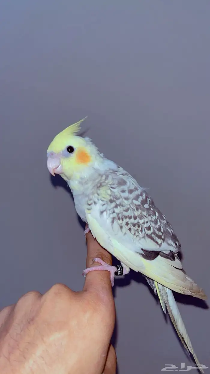 كروان صغير للبيع 2