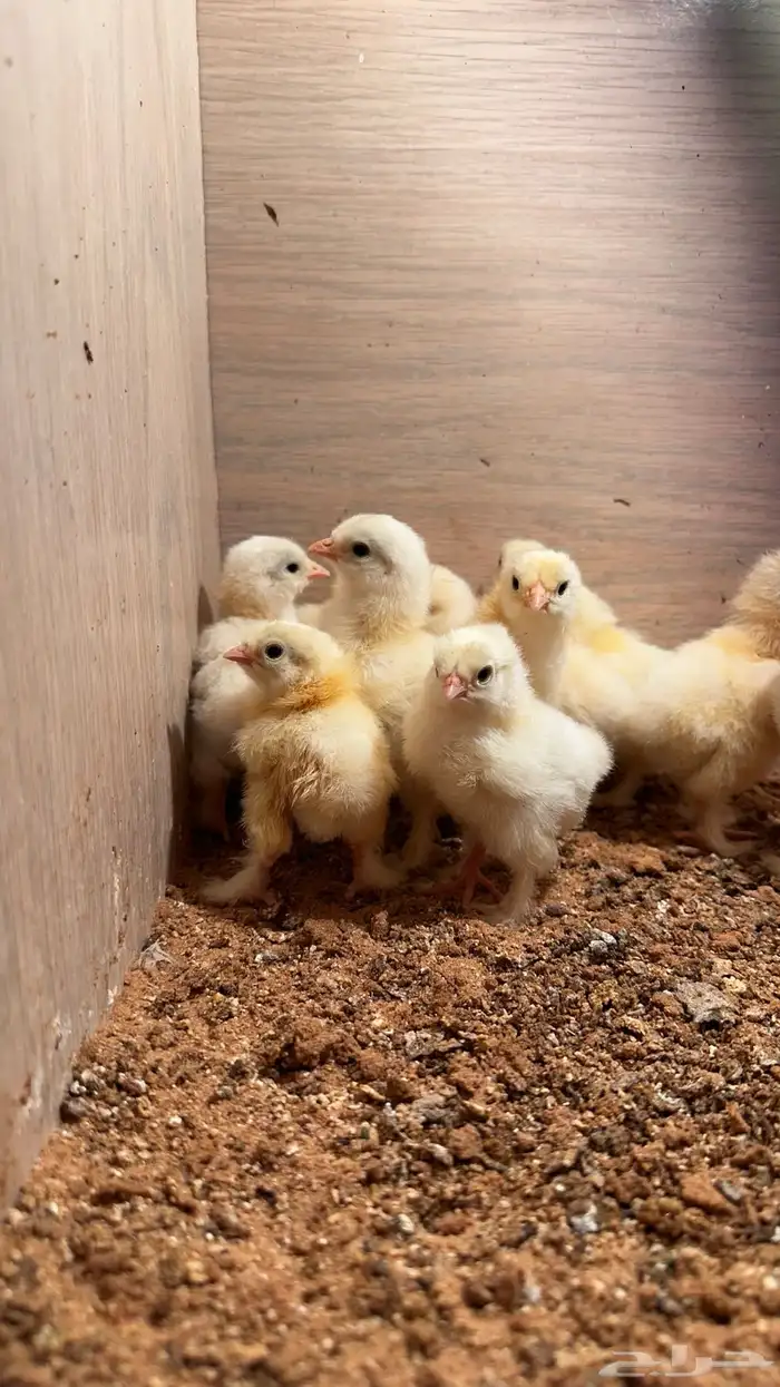 للبيع صوص براهما كولمبي 2