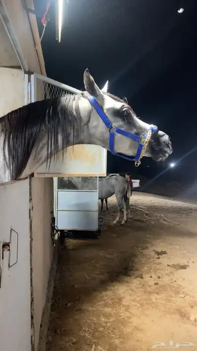 حصان شعبي index