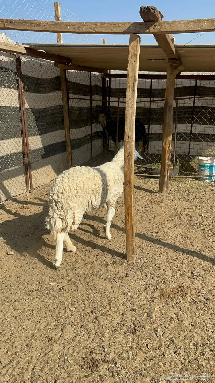 رخل حرشا رباع(تم البيع ) 10