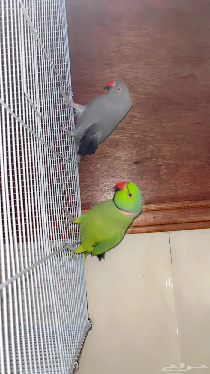 زوج ببغاء الدره الذكر هندي اخضر الانثا رمادي اليفه 0
