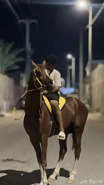 خيل شعبي index