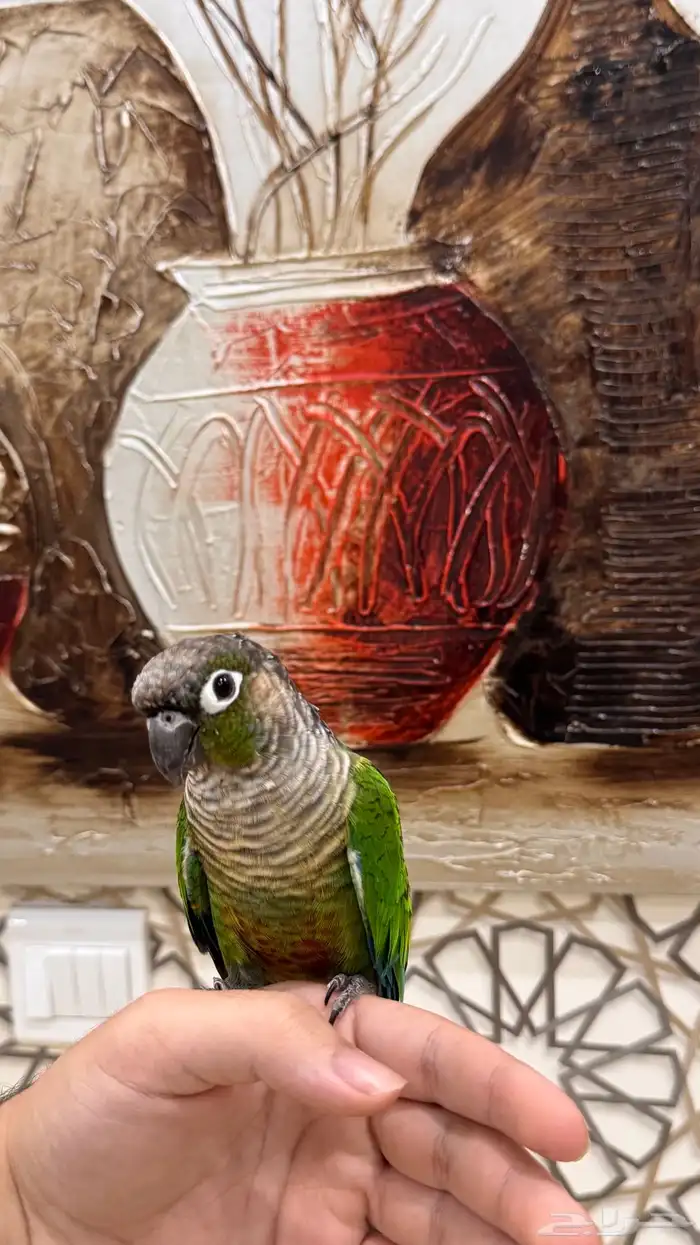 ذكر كنيور قرين شيك اليف ومتكلم ومنتج ( تم البيع) 3