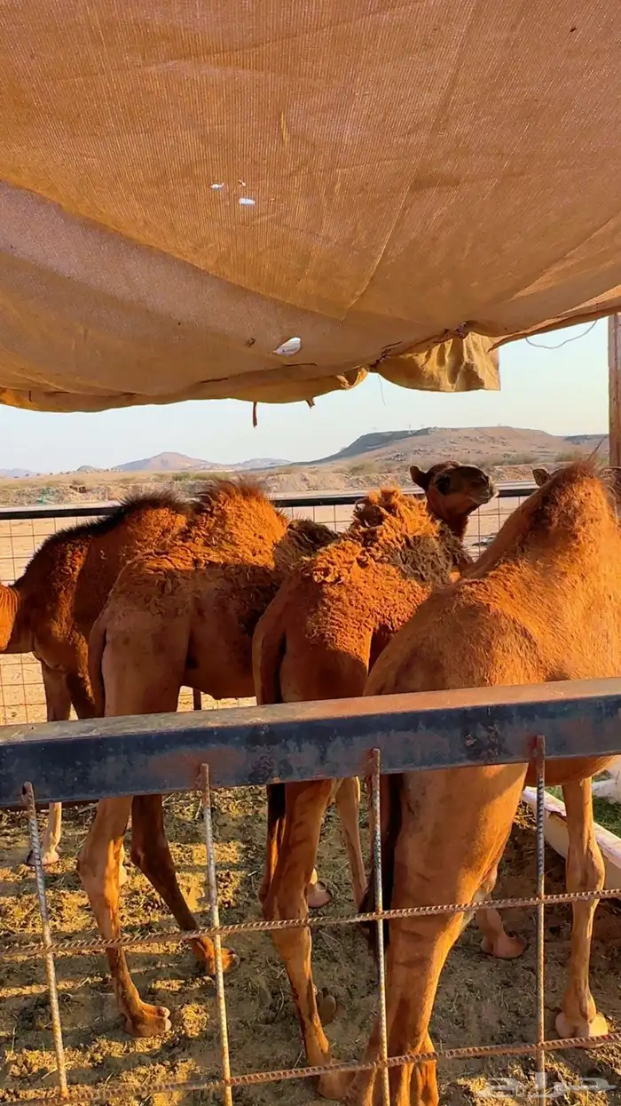 قعدان بلدي لوز سمان شرط 9