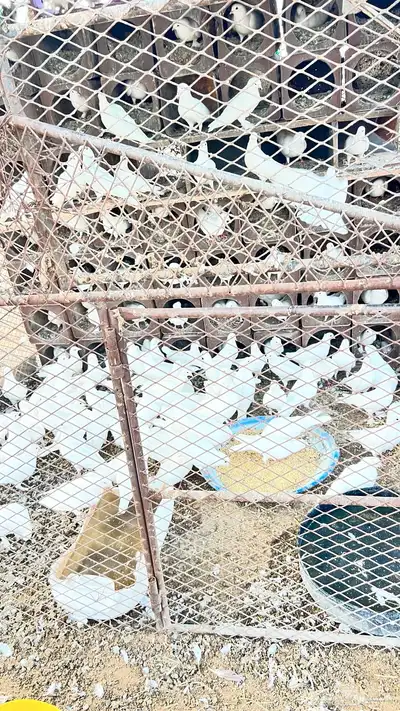 حمام لاحم index