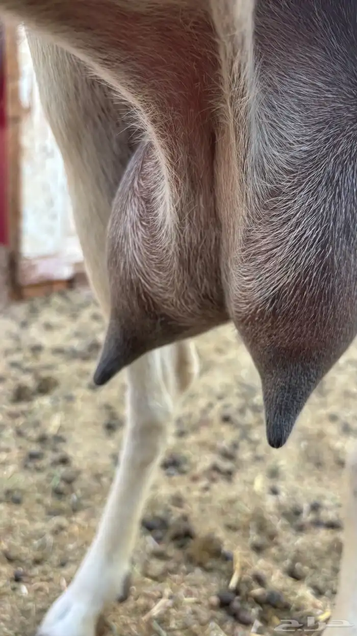 عنز بيشيه حليب يومي تم البيع 5