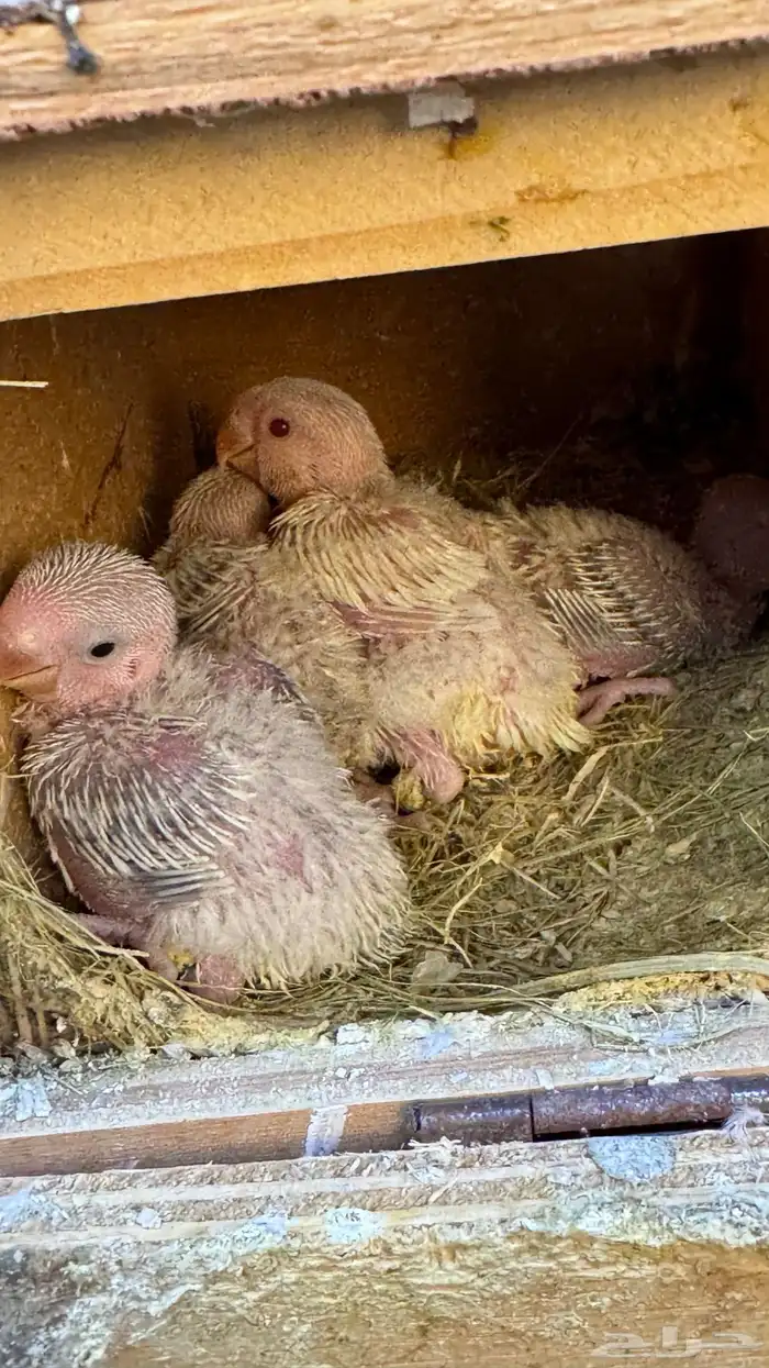 انثى روز بلد اوبلاين منتجه شرط 4