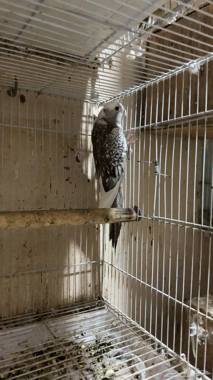 كروان هولندي فراشه 2