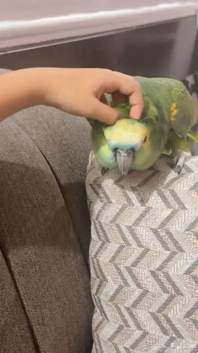 بغبغاء امازون index