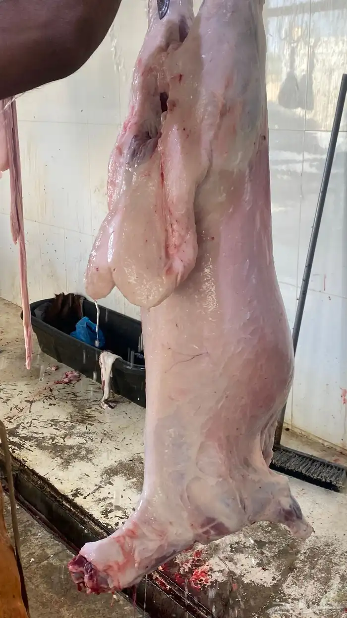 ذبايح نعيم   تابي و تمارا 22