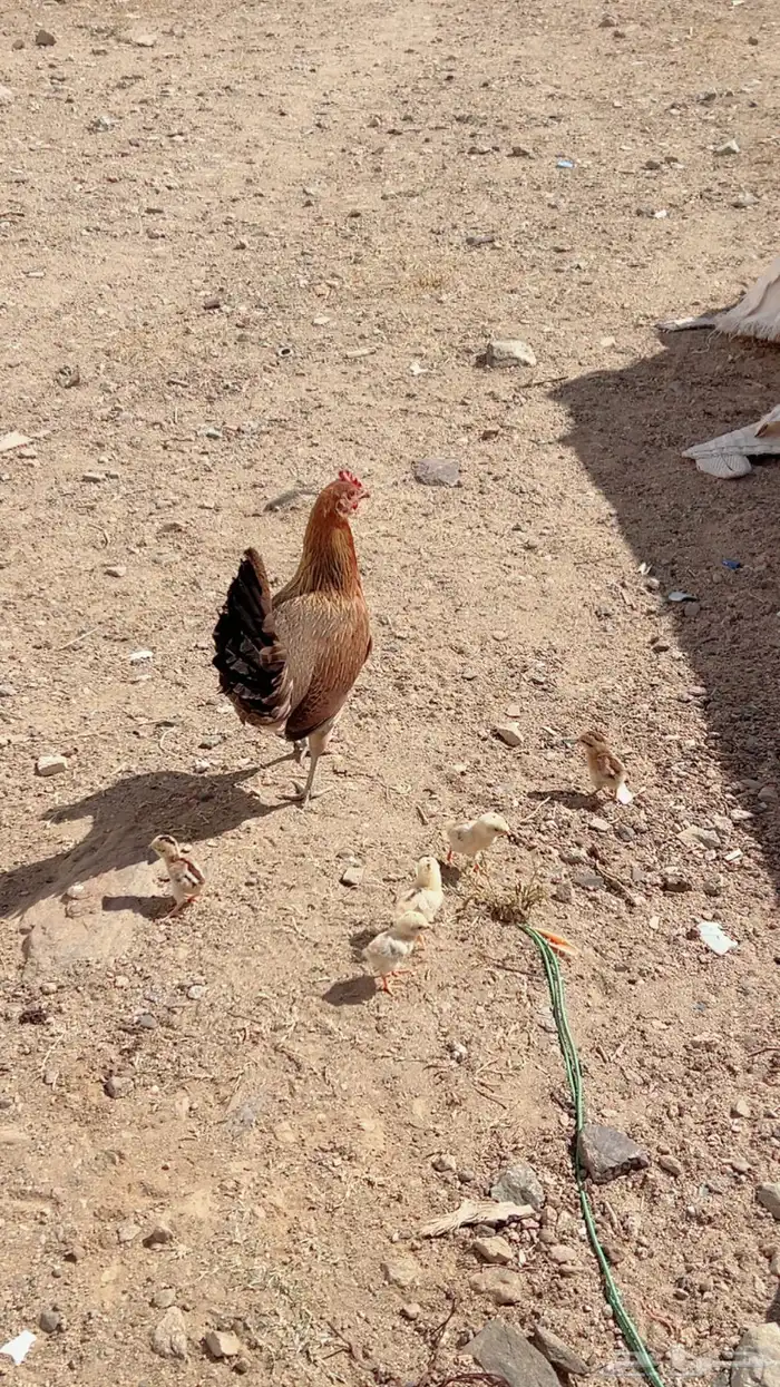 دجاجه عربيه اصيل مفرخه 4