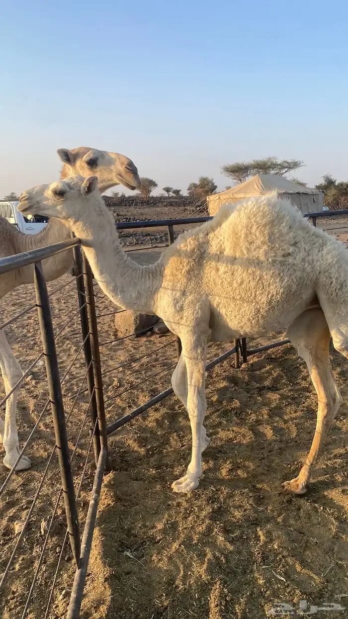 بكره للبيع 2