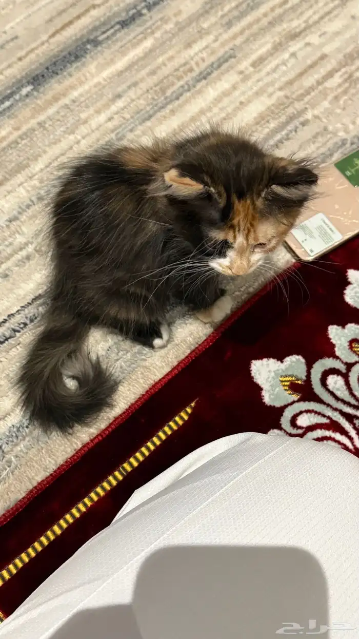 كيتن شيرازي 0