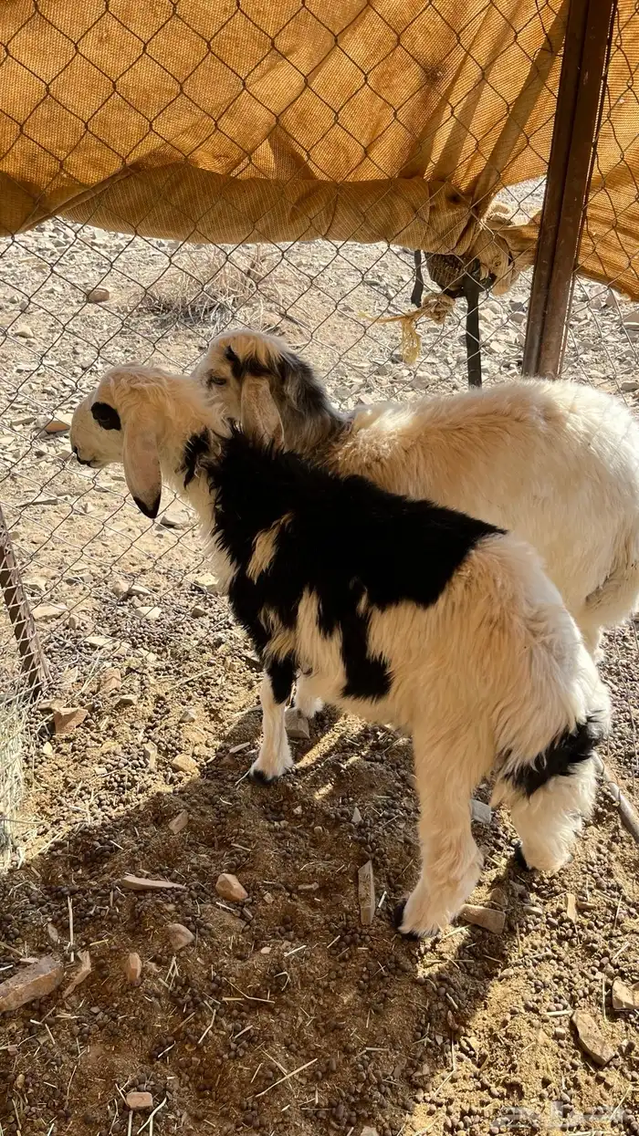 للبيع طليان 0