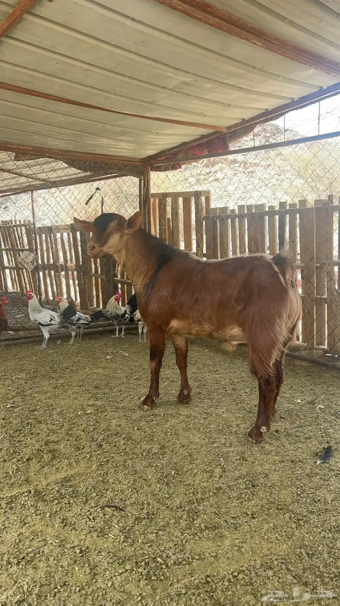 تيس فحل احص اللون ادهم اجم السن ثني 2