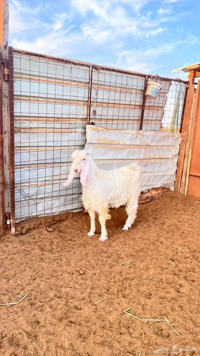 تيس صنف الصنف 2