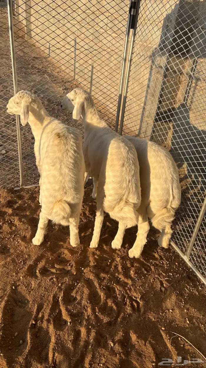 3 طليان كفو للبيع 0