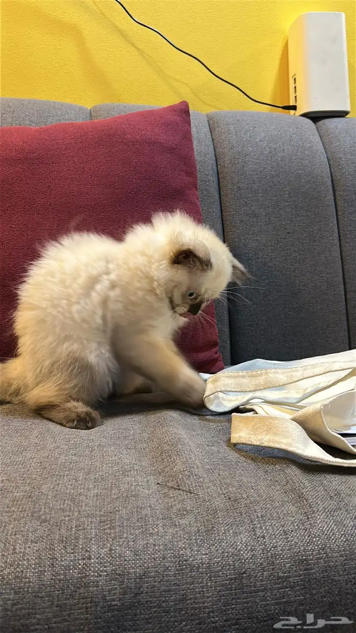 قطوتين للبيع 4