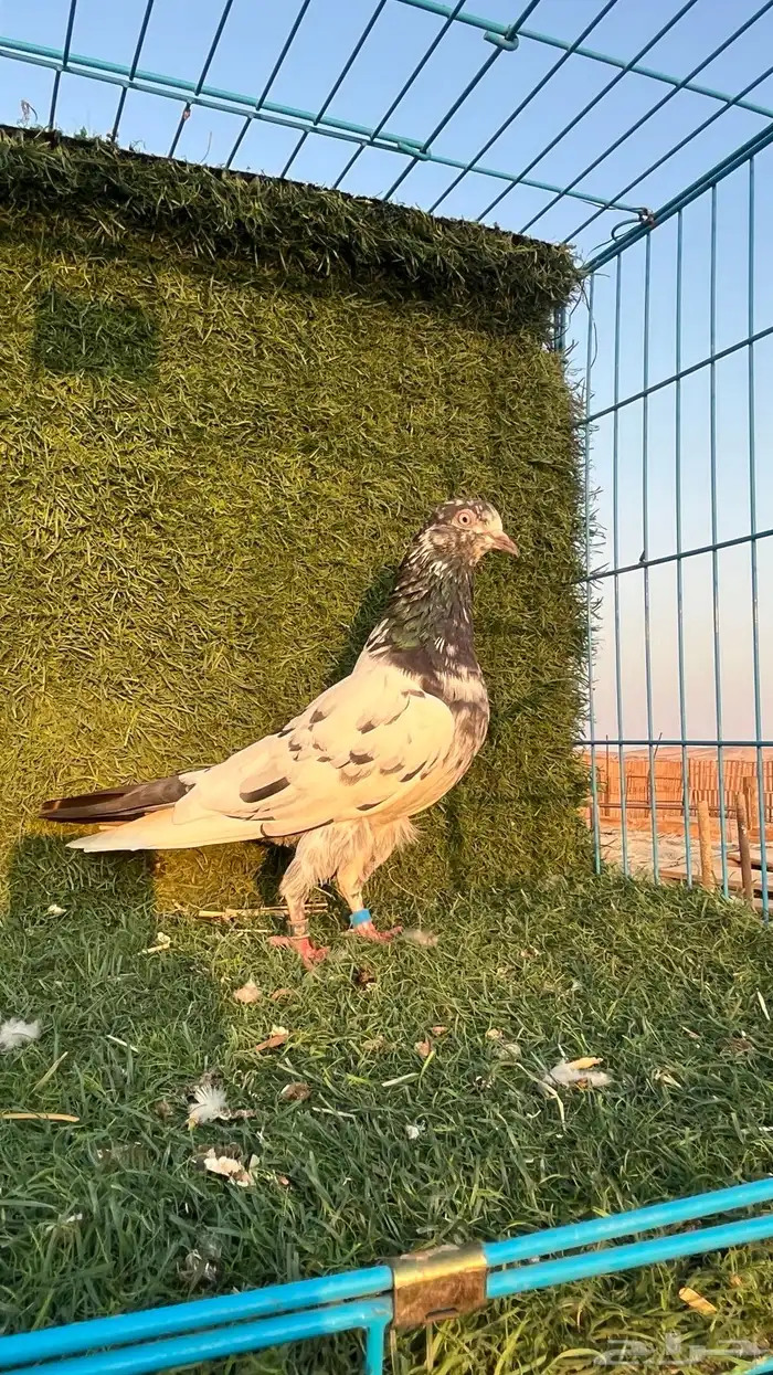 حمام باكستاني للبيع 3