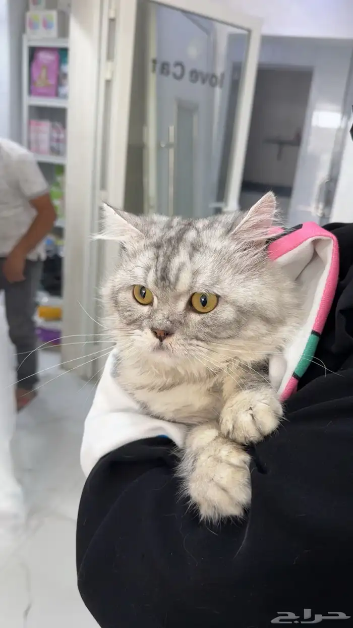 قط شيرازي للتبني 0