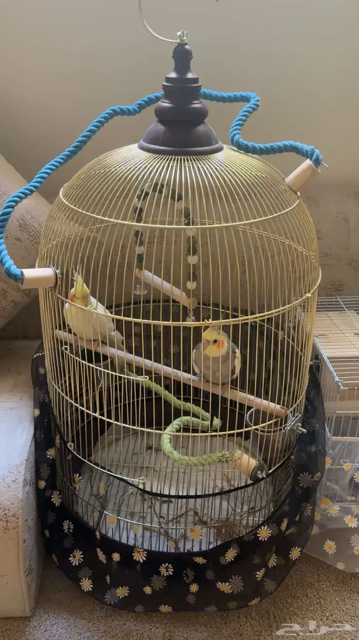 طير كروان للبيع 3