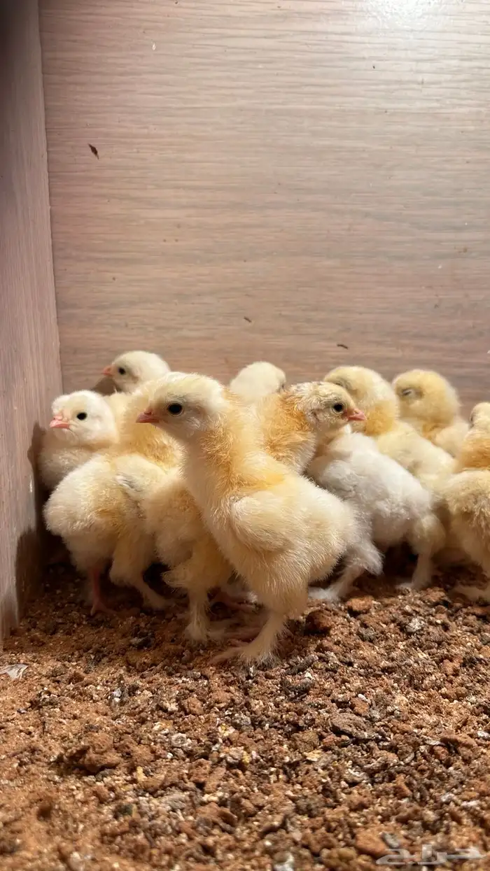 للبيع صوص براهما كولمبي 0