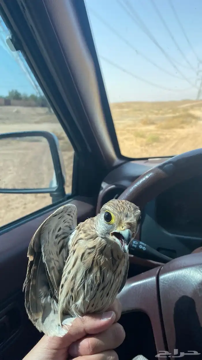 باشق شبوطط وحش 2