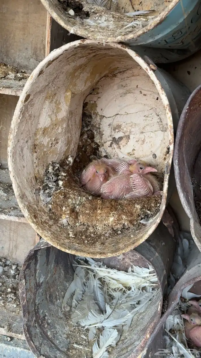 حمام فرنسي العدد تقريبا  35 جوز 1