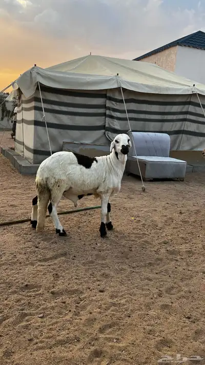 سواكني شحم index