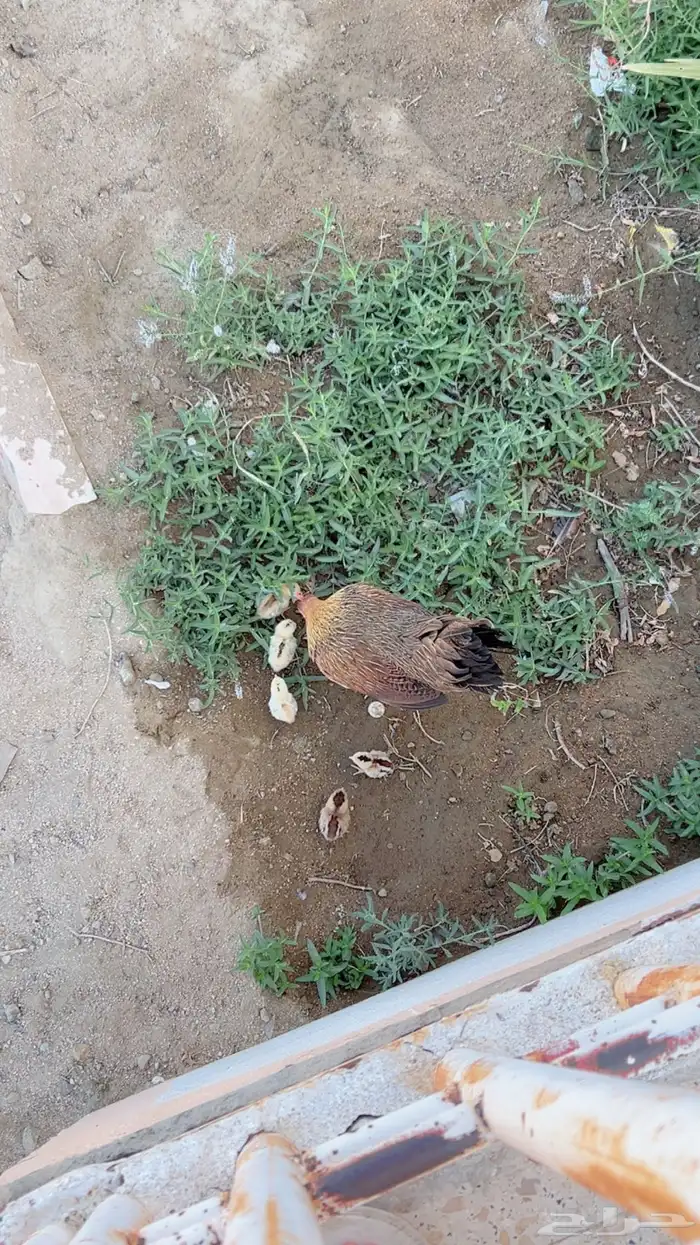 دجاجه عربيه اصيل مفرخه 0