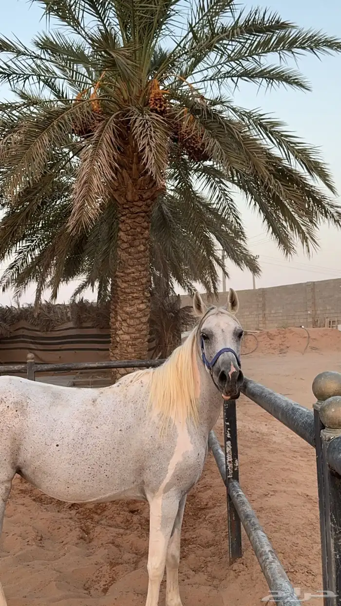 فرس شعبية لقاح ثقيل بالشهر العاشر 0