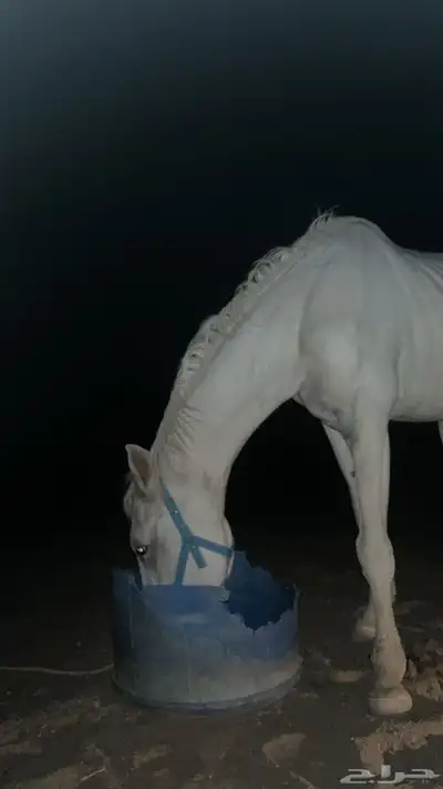 حصان للبيع index