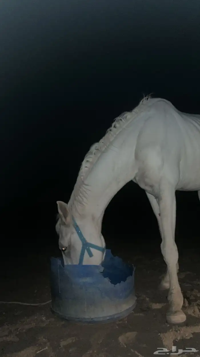 حصان للبيع 1