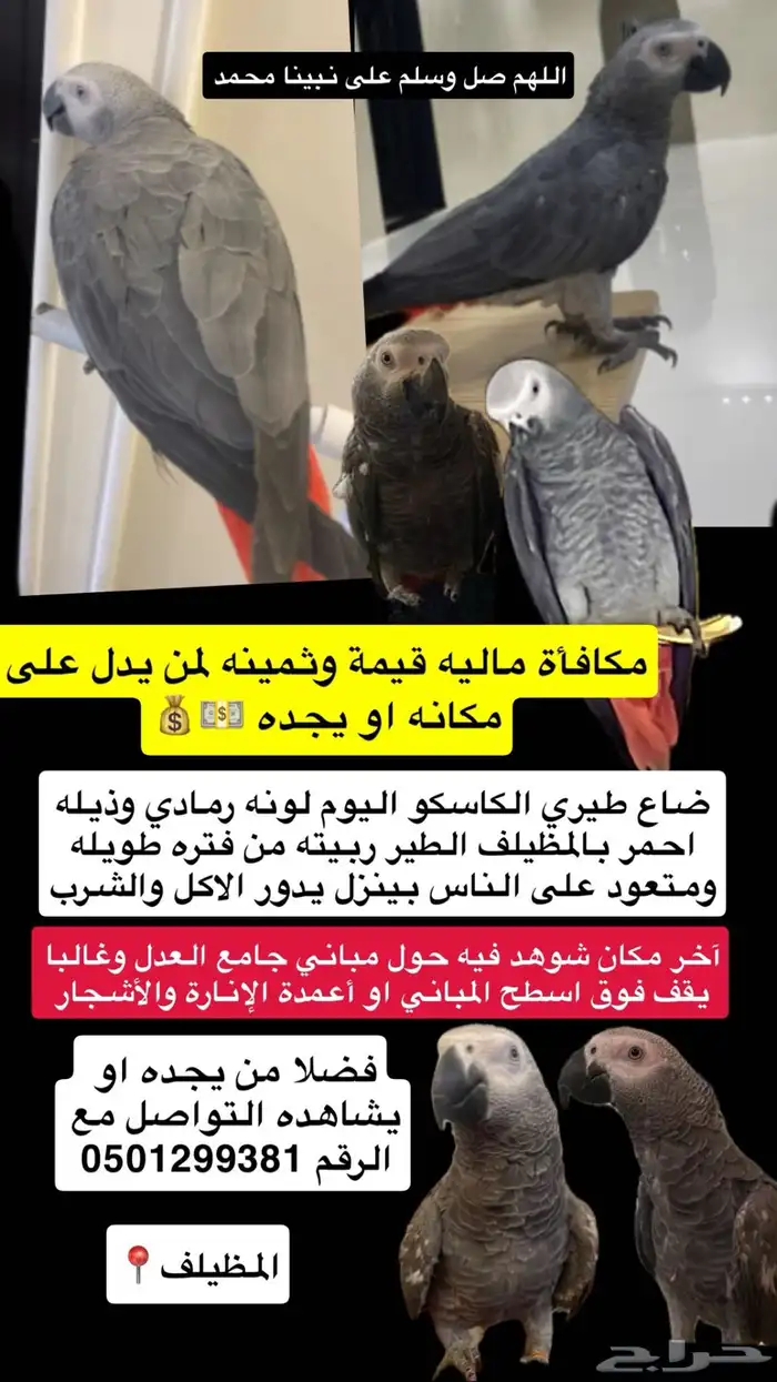 طائر ببغاء كاسكو أفريقي مفقود ضايع 0