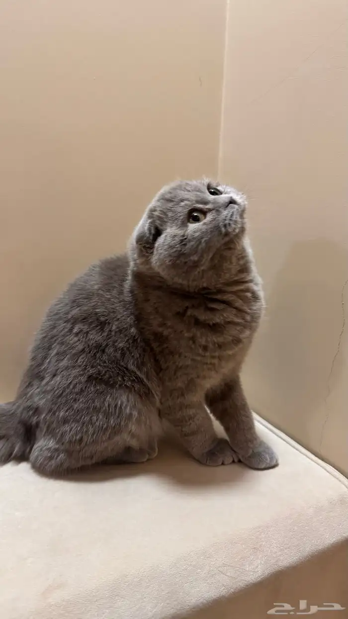 قطط سكوتش فولد بيور 4