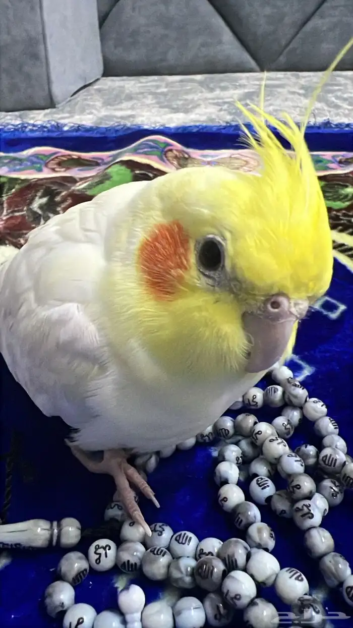 مفقود على من يجده التواصل 1