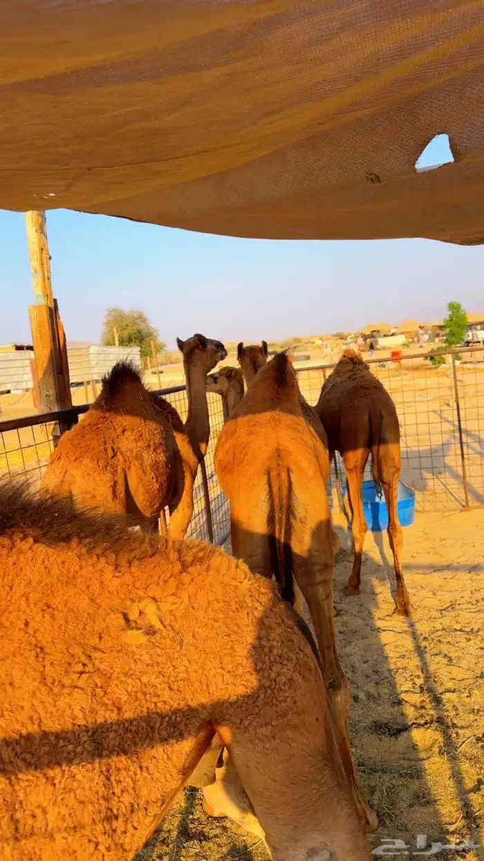 قعدان بلدي لوز سمان شرط 4