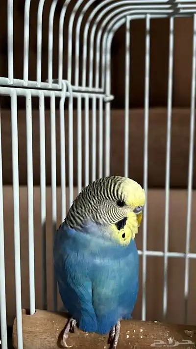 عصفور بادجي ذكر مع قفص كبير   السعر 100 ريال فقط index