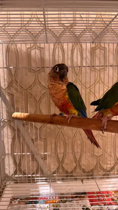 زوج كنيور يلو سايد رد فاكتور صبغه قويه مستوى فاخر index