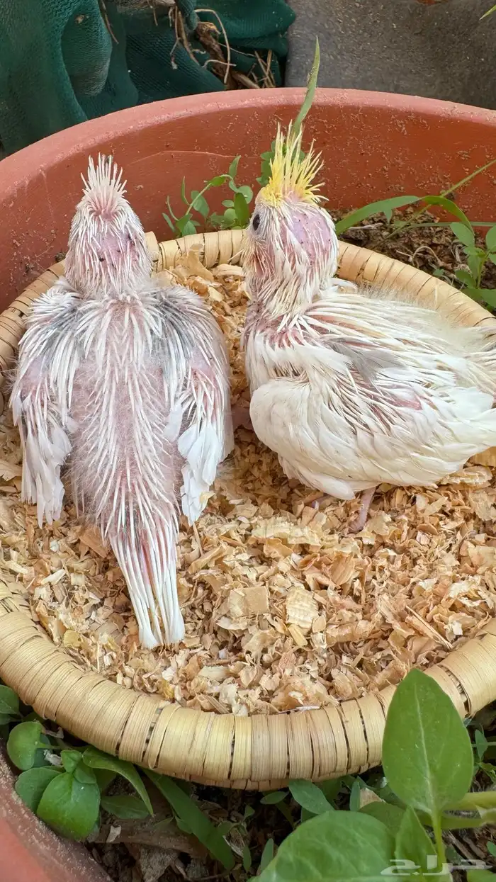 كريمي فيس هافي بايد 2