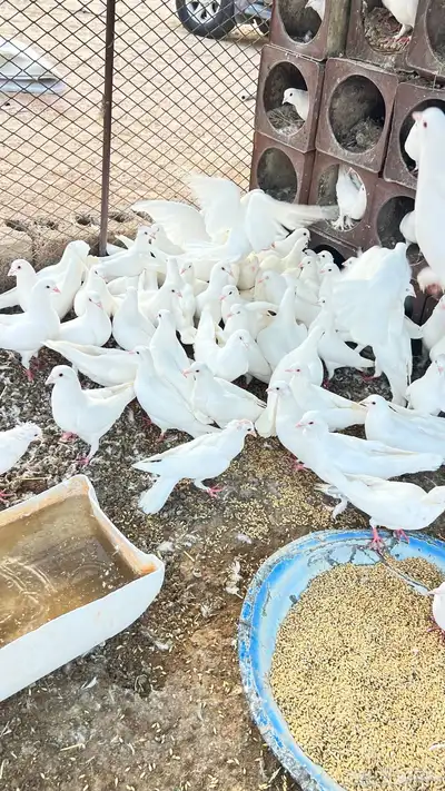 حمام لاحم index