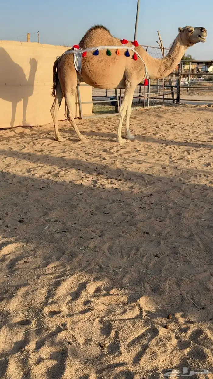 للبيع خلفه مصغر 0