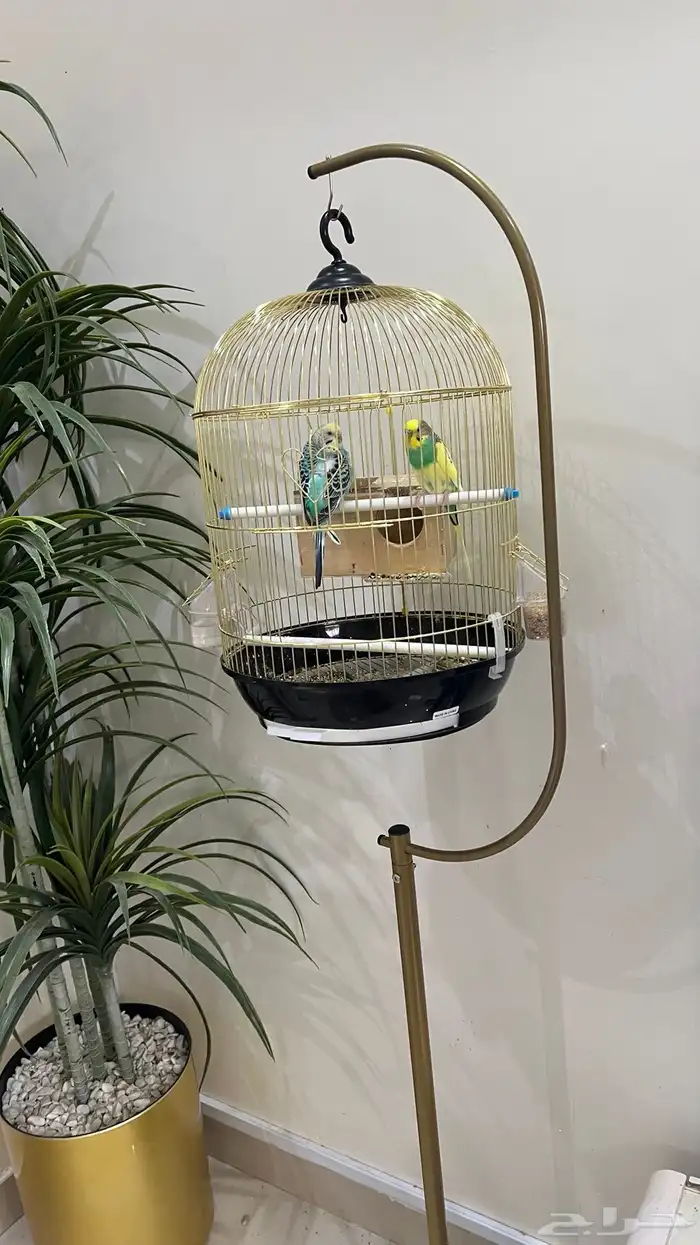 عدد أثنين طيور الباجي السعر بالاستاند 150 1