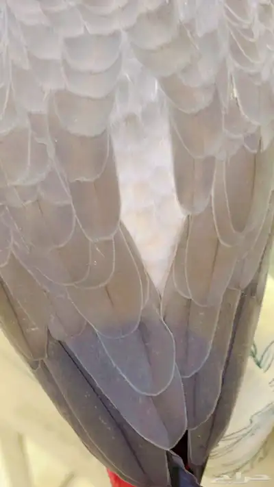 كاسكو هدد index