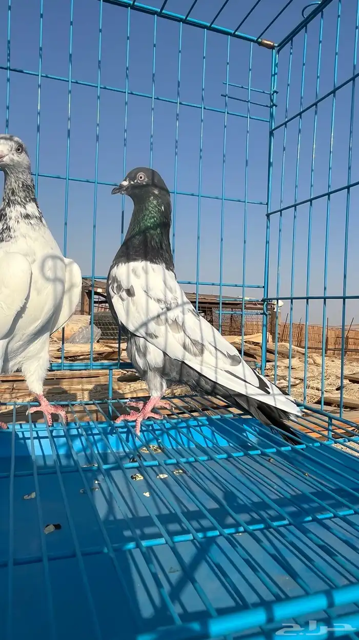 حمام باكستاني للبيع 13