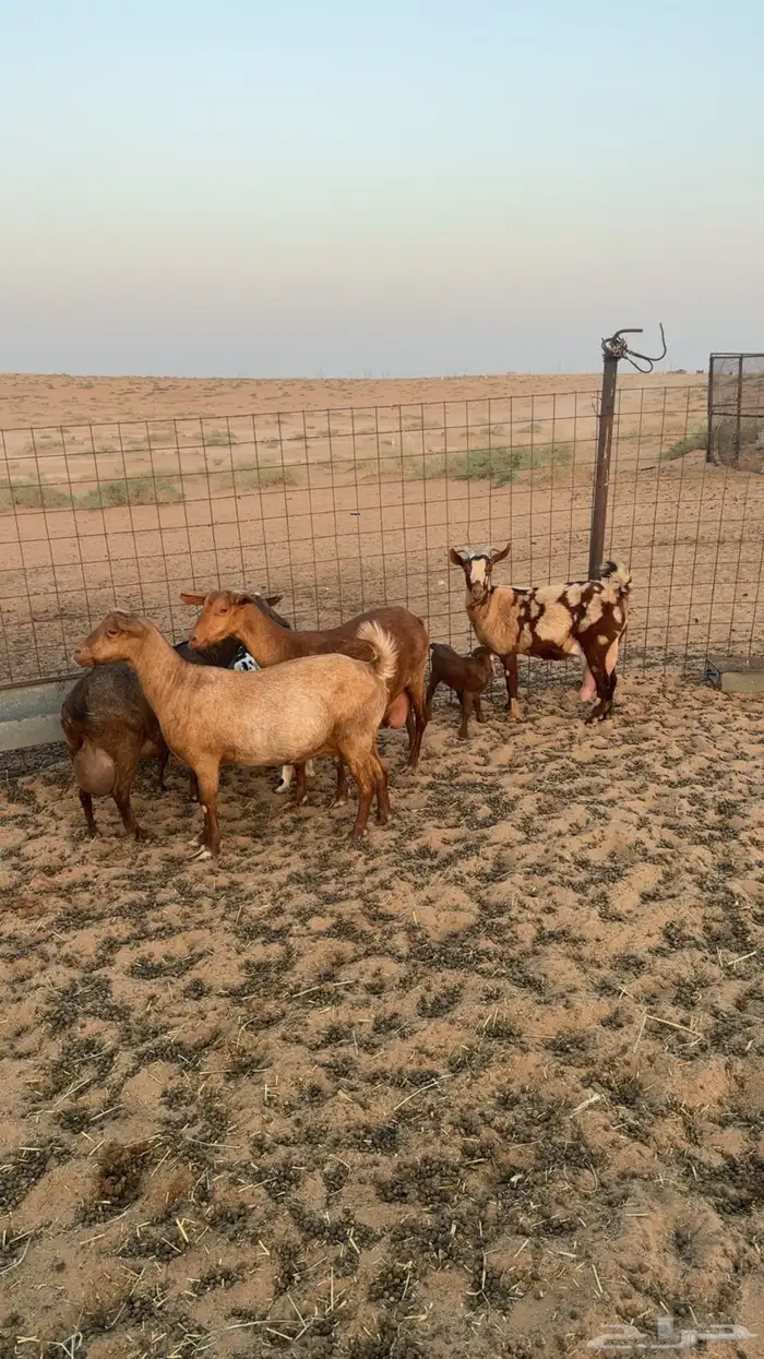 معزا جنوبية 1