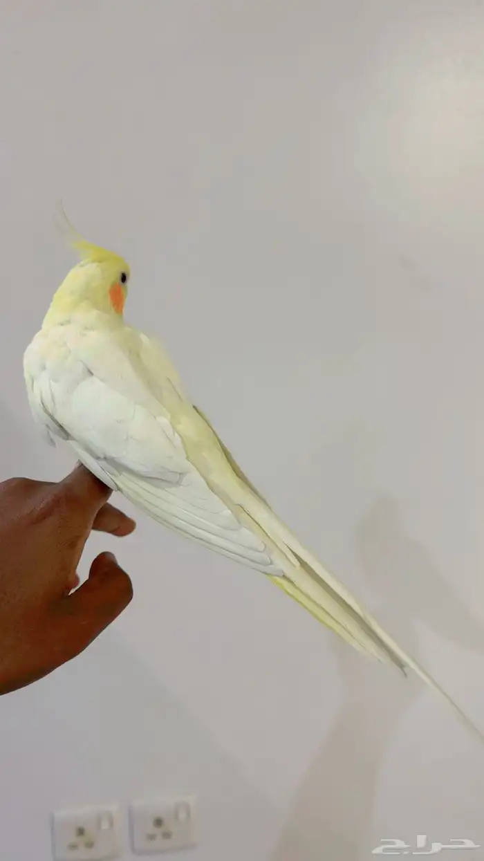 جوز كروان النثى أليفه 5