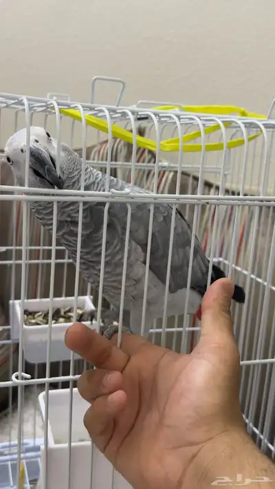 كاسكو اليف متكلم index