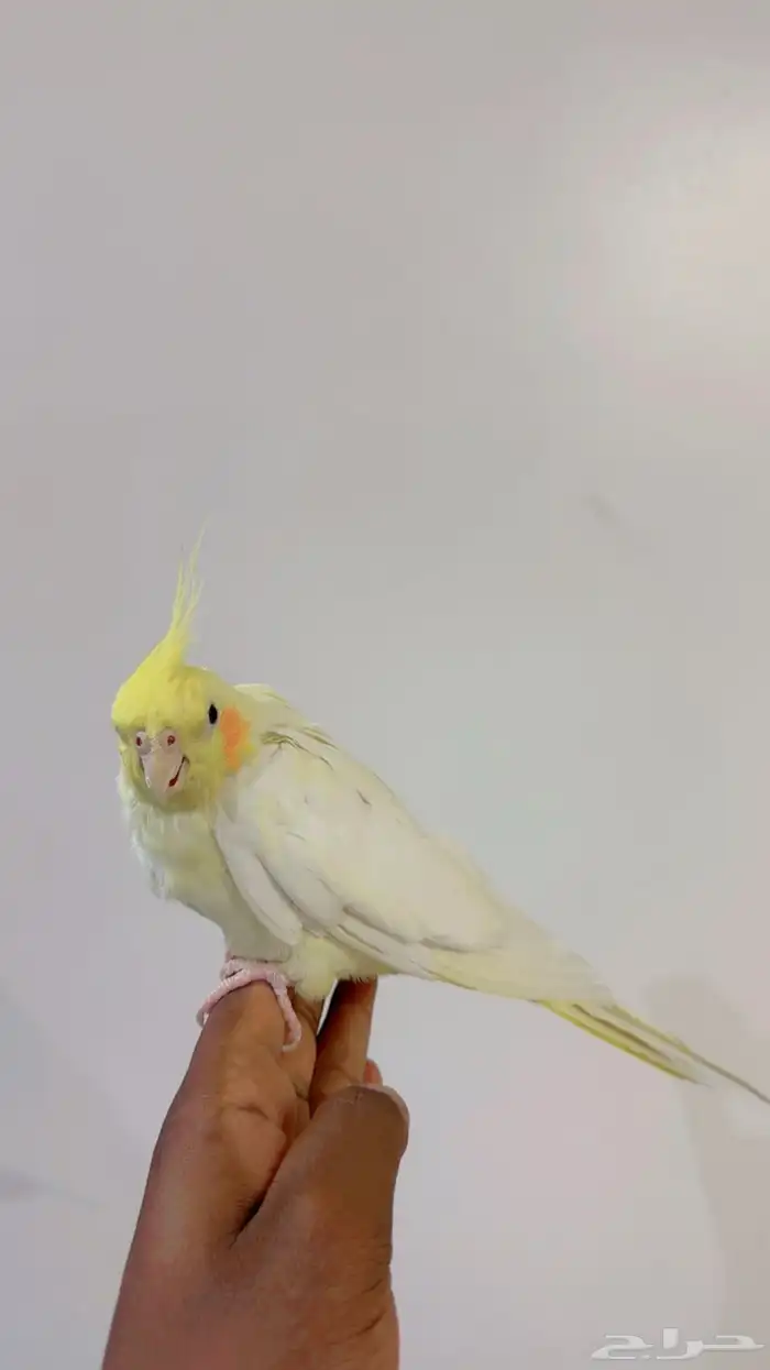 جوز كروان النثى أليفه 0